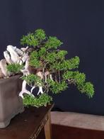 Juniper Itoigawa - Verzamelobject - Hoogte (boom): 30 cm -