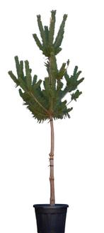 Grove Den Pinus sylvestris 237,5 cm - Warentuin Natuurlijk, Tuin en Terras, Verzenden