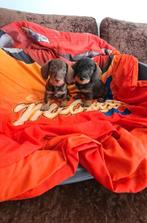 ruwhaar dwergteckel pups  (nog een reutje), Parvo, 8 tot 15 weken, Meerdere, Nederland