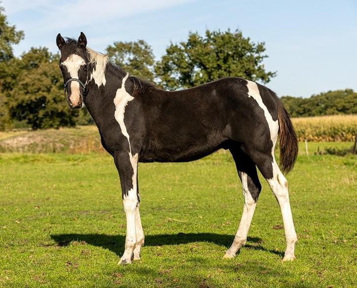 *******    American Paint Horse VEULENS  2025   *******, Dieren en Toebehoren, Paarden, Met stamboom, Gechipt, Ontwormd, Ingeënt