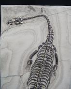 Zeereptiel - Gefossiliseerd dier - Keichousaurus hui - 20.5