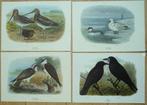 Collectie met dierenthema - Vogelplaten van M.A. Koekkoek