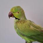 Ring Necked Parake Taxidermie volledige montage - Psittacula, Nieuw