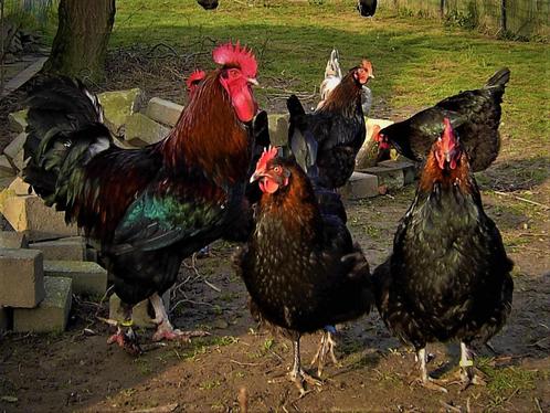 Jonge Marans kippen I Ingeënt en ontwormd I Rustig, Uniek ei, Dieren en Toebehoren, Pluimvee, Kip, Vrouwelijk