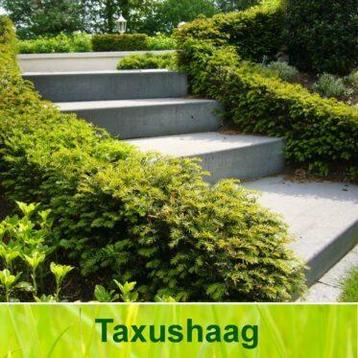 Taxus Baccata beschikbaar voor biedingen
