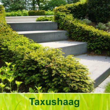 Taxus Baccata, Tuin en Terras, Planten | Bomen, Overige soorten, Halfschaduw, Bloeit niet, Ophalen of Verzenden