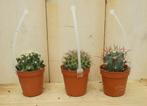 3 stuks! Kamerplant cactus mini laag - Warentuin Natuurlijk, Huis en Inrichting, Kamerplanten, Verzenden