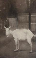 Jan Mankes (1889-1920) - Oude geit, Antiek en Kunst