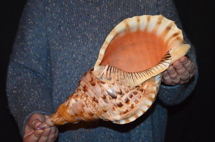 Zeeslak Zeeschelp - S-91 CHARONIA TRITONIS, Verzamelen, Dierenverzamelingen