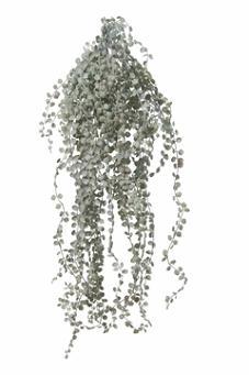 Siererwt hang l55cm grijs/grn header Supermooie Hangplant, Huis en Inrichting, Woonaccessoires | Kunstplanten en Kunstbloemen