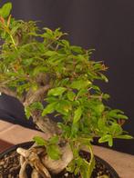 Granaatappel - Verzamelobject - Hoogte (boom): 40 cm -