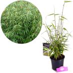 Bamboe Fargesia robusta, Tuin en Terras, Planten | Tuinplanten, Verzenden