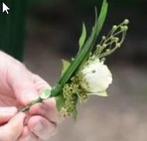 Corsagemagneet set 2 stuks 2 mm dik, Hobby en Vrije tijd, Knutselen, Ophalen of Verzenden, Nieuw