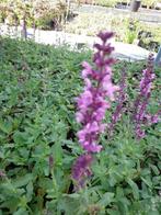 Salvia salie Ostfriesland Caradonna schneehugel Mainacht, Zomer, Vaste plant, Ophalen of Verzenden, Volle zon