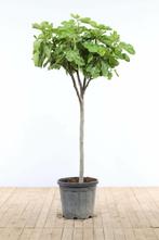 Vijgenboom Ficus Carica Op stam 15-20 150-175 Pot, Tuin en Terras, Planten | Tuinplanten