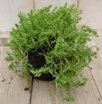 3 stuks! Rotsplant Sedum lichtgroen - Warentuin Natuurlijk, Tuin en Terras, Planten | Tuinplanten, Verzenden