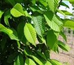 AANBIEDING! Leibomen | Leihaagbeuk | Leiphotinia | Amberboom, Tuin en Terras, Leiboom, Halfschaduw, Ophalen of Verzenden, Lente