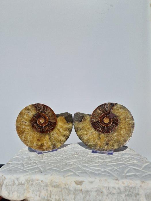 Ammoniet - Gefossiliseerde schelp - Aioloceras (Cleoniceras), Verzamelen, Mineralen en Fossielen