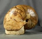 Fijn en kleurrijk nautiloïde op steen - Gefossiliseerd dier