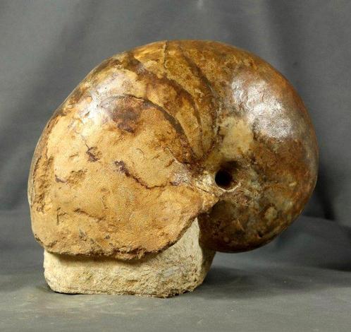 Fijn en kleurrijk nautiloïde op steen - Gefossiliseerd dier, Verzamelen, Mineralen en Fossielen