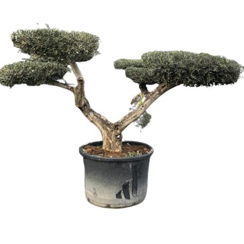 Olijfboom - Pom pon oude grillige stam - Hoogte: 200 cm, Tuin en Terras, Planten | Bomen, Ophalen of Verzenden