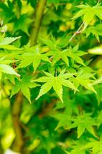 Acer palmatum hoogstam 20/25, Tuin en Terras, Planten | Tuinplanten