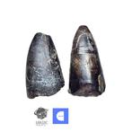 Fossiele tand - Set of 2 Huge Sarcosuchus imperator