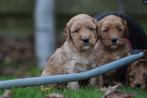 Cockapoo pups - Belgische fokker, Meerdere, 8 tot 15 weken, Meerdere dieren, Middel