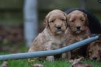 Cockapoo pups - Belgische fokker, Dieren en Toebehoren, Honden | Niet-rashonden, Parvo, België, 8 tot 15 weken, Meerdere