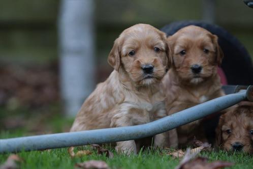 Cockapoo pups - Belgische fokker, Dieren en Toebehoren, Honden | Niet-rashonden, Middel, Meerdere, Meerdere dieren, CDV (hondenziekte)