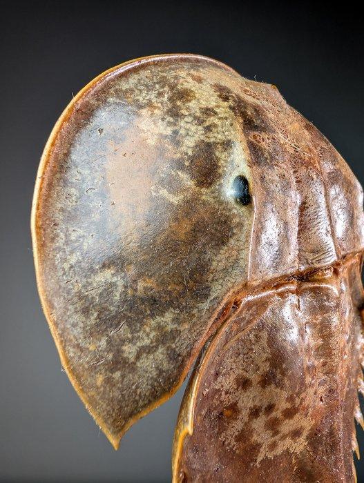 Mangrove paardenhoefkrab Pantser - Carcinoscorpius, Verzamelen, Dierenverzamelingen