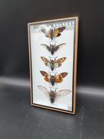 Large Frame - Real Cicades - Vitrinelijst - Glas, Hout, Nieuw