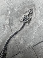 Fossiele reptiel: Keichousaurus -Trias - Fossiel skelet -, Verzamelen, Mineralen en Fossielen