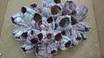 Barnacle zeepok schelp 20 cm per stuk, Ophalen of Verzenden, Nieuw