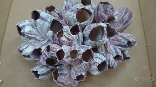 Barnacle zeepok schelp 20 cm per stuk, Hobby en Vrije tijd, Knutselen, Nieuw, Ophalen of Verzenden