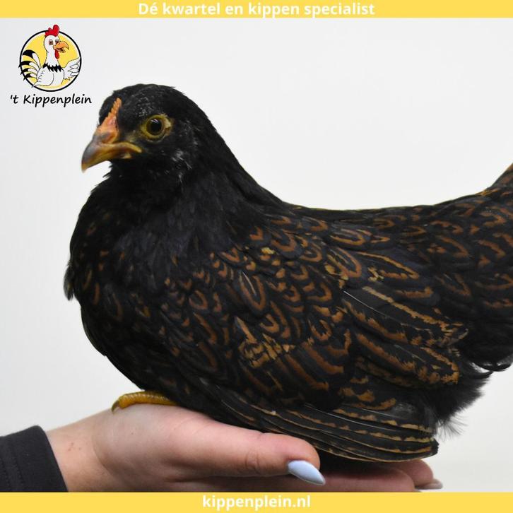 Barnevelder Kriel - Jonge Hennen te Koop - Handtam, Dieren en Toebehoren, Pluimvee, Kip, Meerdere dieren