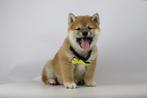 SHiba Inu pups te koop, Belgisch Shiba fokker, Parvo, België, Overige rassen, 8 tot 15 weken