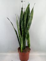 Sansevieria zeylanica - Hoogte 90cm - Potmaat 21cm, Huis en Inrichting, Kamerplanten, Ophalen