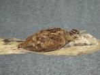 Scholekster Taxidermie volledige montage - Scolopax, Nieuw