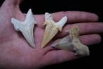 Hoge kwaliteit voorouderhaai Megalodon groot formaat -, Verzamelen, Mineralen en Fossielen