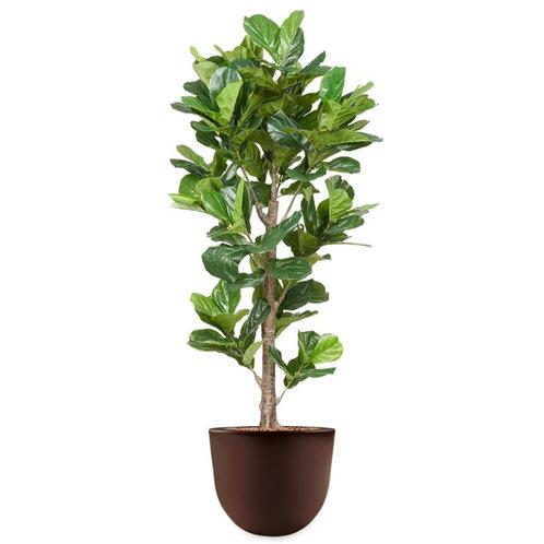 Ficus Lyrata kunstplant, H200cm, Huis en Inrichting, Kamerplanten, Ophalen of Verzenden