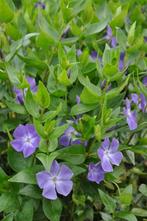 Grootbladige maagdenpalm Vinca major Pot, Tuin en Terras, Planten | Tuinplanten