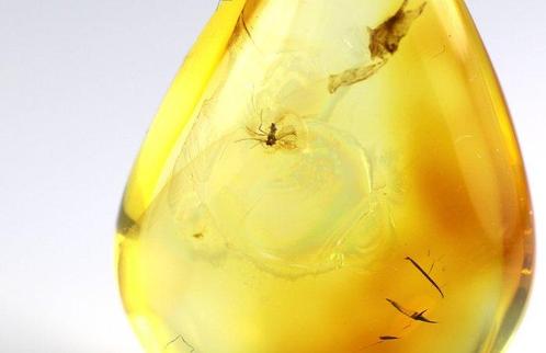 Authentieke Baltische Barnsteen met fossiele insect MOSQUITO, Verzamelen, Mineralen en Fossielen