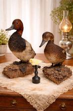 Eend Taxidermie volledige montage - Aythya nyroca - 30 cm -, Nieuw