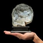 Fijn gegraveerde parelmoer schelp - verfijnd Japans, Antiek en Kunst