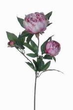 Pioenroos Pioen Lilac 63cm. Pioen, Ophalen of Verzenden, Nieuw