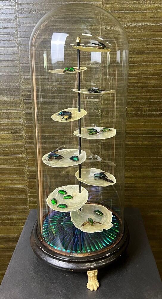 Kevers in Antieke Stolp Taxidermie Opgezette Dieren By Max, Verzamelen, Dierenverzamelingen, Opgezet dier, Nieuw, Insect, Ophalen of Verzenden