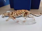 Swarovski - Beeldje - Jaguar - 1096796 - Box + Certificate -