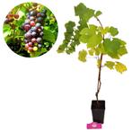 druif Vitis vinifera rood + 13 cm pot, Tuin en Terras, Volle zon, Verzenden