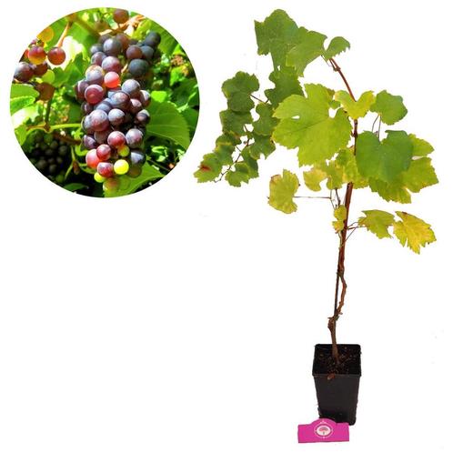 druif Vitis vinifera rood + 13 cm pot, Tuin en Terras, Planten | Fruitbomen, Volle zon, Verzenden